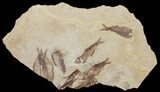 Fossil Fish (Gosiutichthys) Mortality Plate - Lake Gosiute #61568-1
